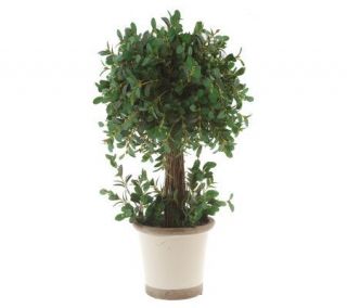WilliamsburgHom 20 Potted Boxwood Topiary with Ceramic Pot —