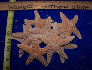 Dried Sugar Starfish Crafts Seashells Craft Wedding Favor Display
