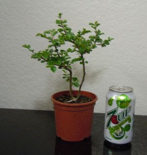 Cranberry Cotoneaster tree shohin mame bonsai tree twin trunks 2