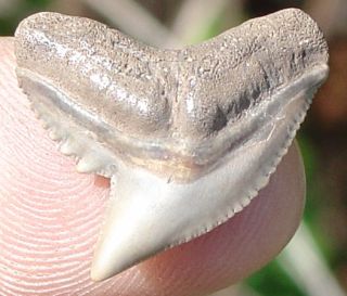 Super Fossil Bone Valley Cuvier Tiger Shark Tooth Teeth