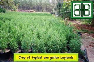 Gallon Leyland cypress trees (18 24)  Box of 10