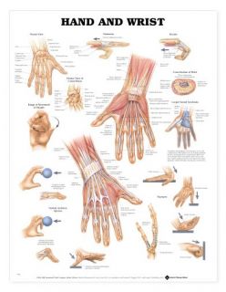 hand and wrist system anatomical chart laminated size 20 x 26