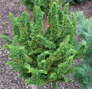 Year Chirimen Cypress RARE