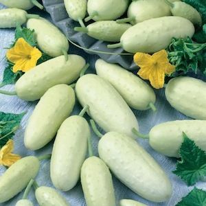 Cucumber Mini White Vegetable Seeds Gourmet Prolific