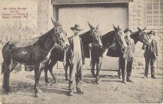 Alabama Al Cullman 1917 Horse Mule Dealer Postcard