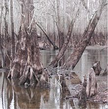 Bald cypress forest in winter, showing knees and (brown) high flood