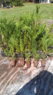Leyland Cypress Trees 10 Starter Plants for 17 00 