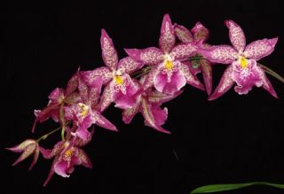 Bllra Patricia McCully Pacific Matriarch Orchid Plant Blooming Sized