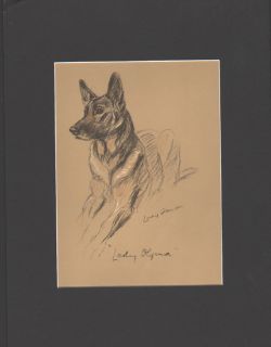 German Shepherd 1937 Matted Print by Lucy Dawson