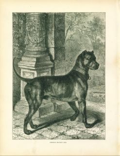 Antique Dog Engraving Print 1890 German Great Dane Dog
