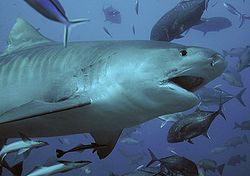 Tiger Shark Jaw Sharks Jaws Teeth Taxidermy Collectible