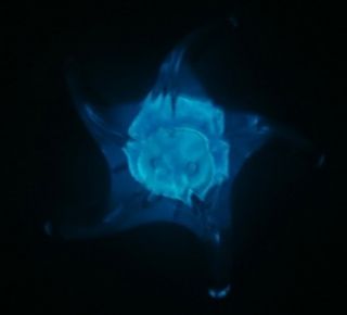 new glow in the dark glass blue starfish paperweight