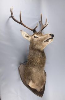 Large Red Deer Stags Head Taxidermy Stuffed Mounted Stag