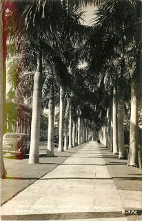 FL Delray Beach Boca Raton Club Palm Trees RPPC R46235