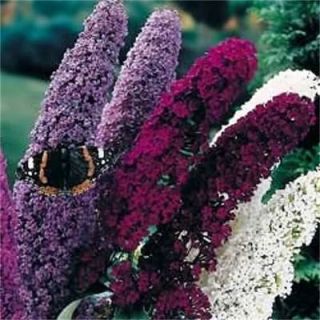 100 Mixed Colors Butterfly Bush Buddleia Davidii Flower Seeds Gift