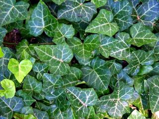 English Ivy 8 Plants Hardy Groundcover Sun or Shade