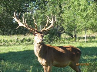 BIG GAME HUNTING 14 20ptsTrophy Red Stag Hunts European Elk Deer Hunt