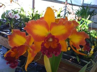 LC Mary Ellen Carter Dixie Hummingbird HCC AOS in Spike Orchid Plant