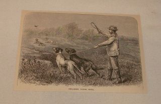 1877 Engraving Breaking Young Hunting Dogs