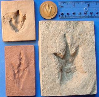 Set of 4 Baby Dinosaur Track Fossil Footprint Cast