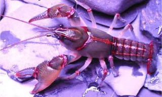 live Devil Crayfish Cambarus diogenes laive crayfish crawfish