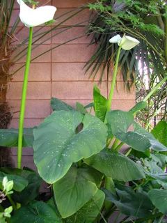 RARE Spotted Calla Lily Hercules Grows 7 Feet Tall