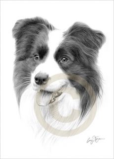 Dog Border Collie Pencil Drawing Giclee A4 Print Signed by Artist Le