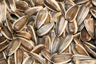 sunflower seeds in shell roasted unsalted 1lb