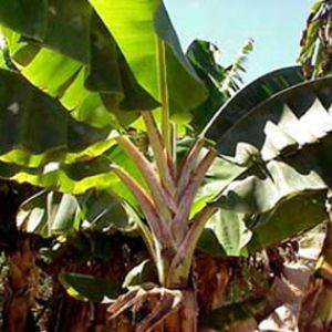DWARF JAMAICAN RED Banana Tree ~ BIG 1 gallon LIVE Plants ~ COLD HARDY