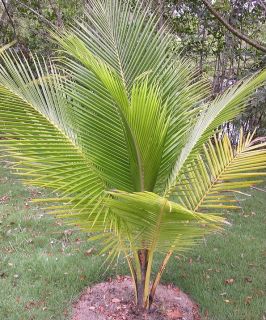 SamoanDwarf Coconut is a squat palm tree up to 30feet in height, but