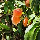 Georgia Peach Dwarf Tree 1 2 ft Fruit Tree Now Shipping