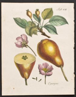 Duhamel Winterschmidt C1770 Botanical Engraving Pears 7