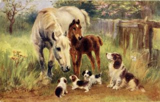 Nora Drummond Springer Spaniel Dog Puppies Postcard PC