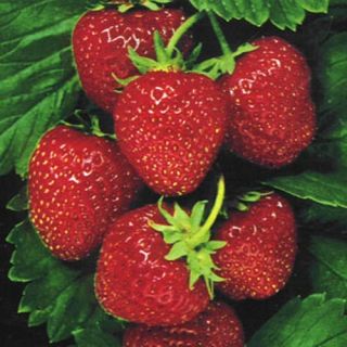 Dwarf/Compact Patio Strawberry ~Temptation~30 Seeds For Pots~Planters
