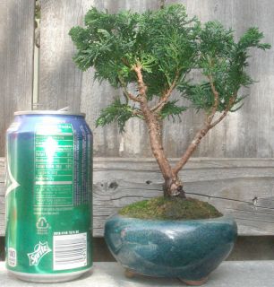  Cypress Bonsai Mame Dwarf Shohin W/ Pot Pine Conifer Very Slow Growing