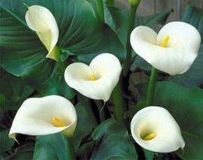 20 White Calla Lily Flower Bulbs Tubers Cala Lilly