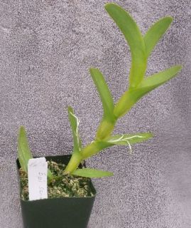 Epidendrum Schunkei Species Orchid Plant Bloom Size Collectors Plant