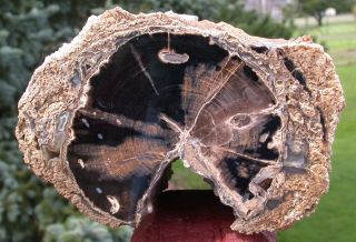 SIS Incredible 12 Pound Eden Valley Wyoming Petrified Wood Log My Best