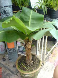 Bulb Musa Kluai Hom Krae Dwarf Banana Plant Free Phytosanitary