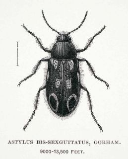 1891 Wood Engraving Gorham Edward Whymper Beetle Insect Astylus Bis
