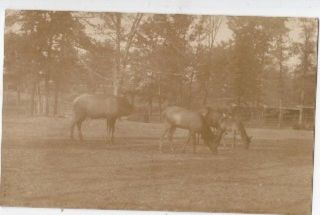 RPPC St Louis MO Elk in Forest Park 1910 Postcard
