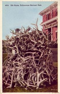  is a used 1930 postcard titled elk horns yellowstone national park