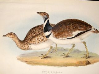 Gould Birds of Europe 1830s Folio Bird Print. Little Bustard