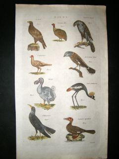 Bird Print C1780 Folio. Various Birds including Extinct Dodo. Hand