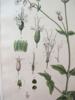 Original 1700s Elizabeth Blackwell 1 Botanical Print Hand Colored Yqz