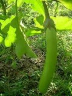 description common name thai long eggplant type seeds condition new