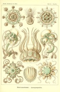 biologist ernst haeckel or to learn about his scientific thought