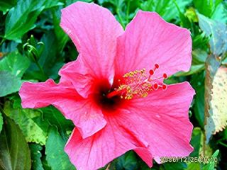 hibiscus plant tropical yoder pink single flower