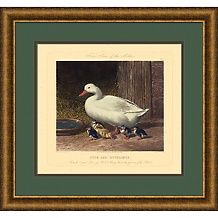  coastal birds c $ 99 95 framed giclee print bird musical b $ 89 95