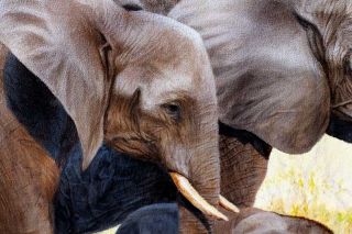 Elephant Africa Original Oil Painting Canvas Jason Morgan Wildlife Art